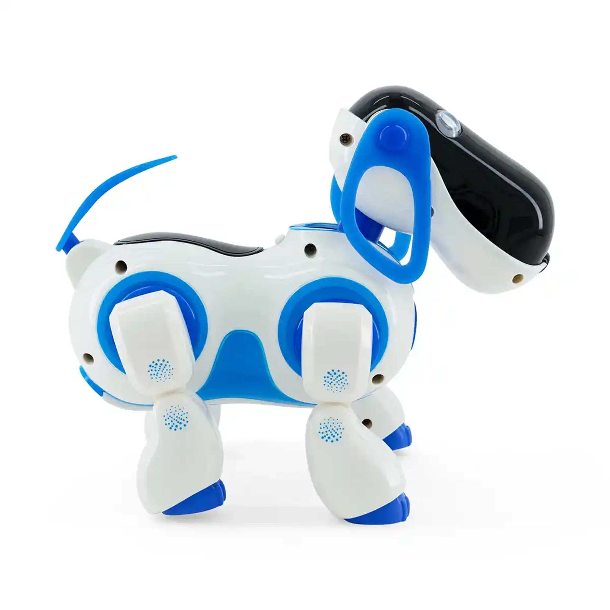 New Boy Smart Dog
